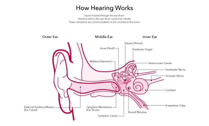 Figurative explanation of how hearing works