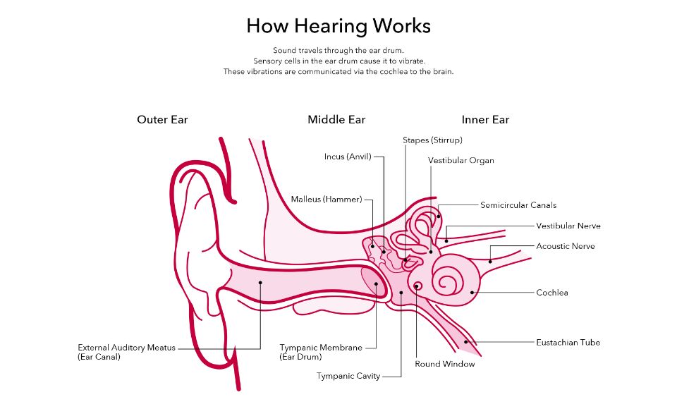 Ear Anatomy How Does The Ear Work Amplifon Au 